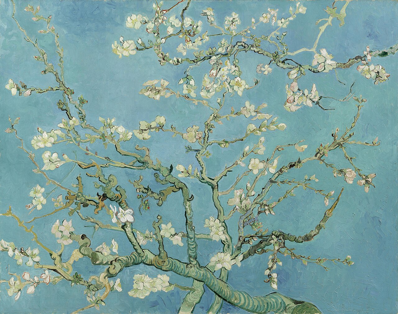 明るい青空を背に、白い花をつけたアーモンドの枝が画面いっぱいに広がる。