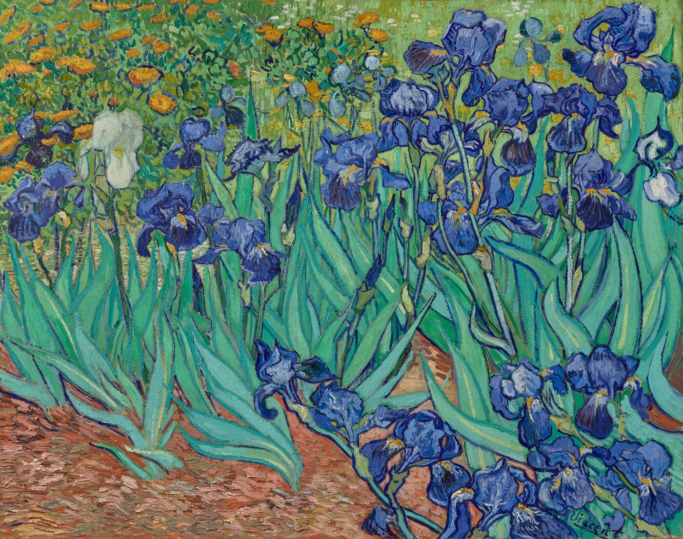 画面いっぱいに咲く青紫のアイリス。左寄りに1本だけ白い花があり、上には橙色の花、手前は赤茶けた土。